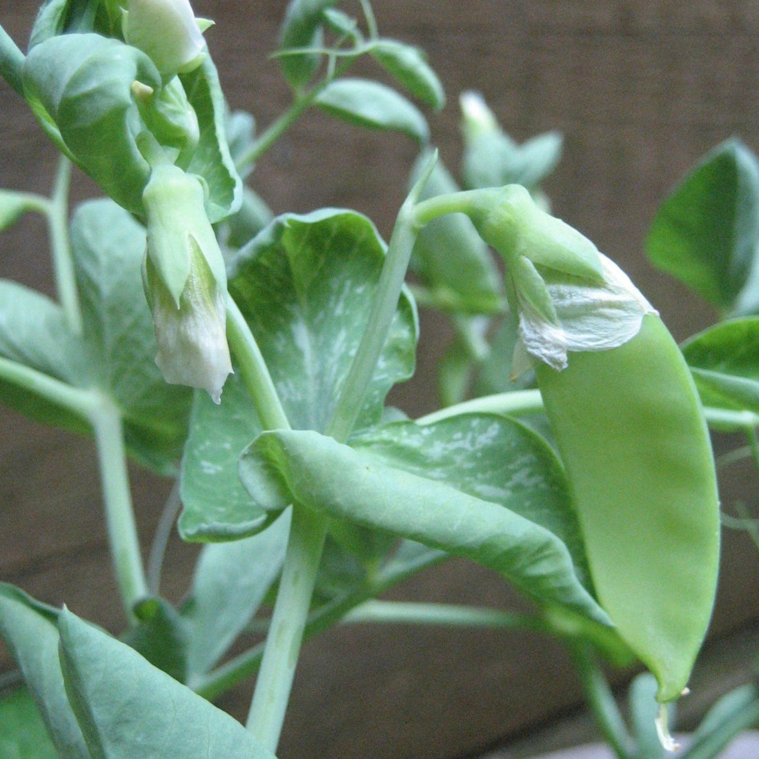 Tom Thumb Pea vendor-unknown