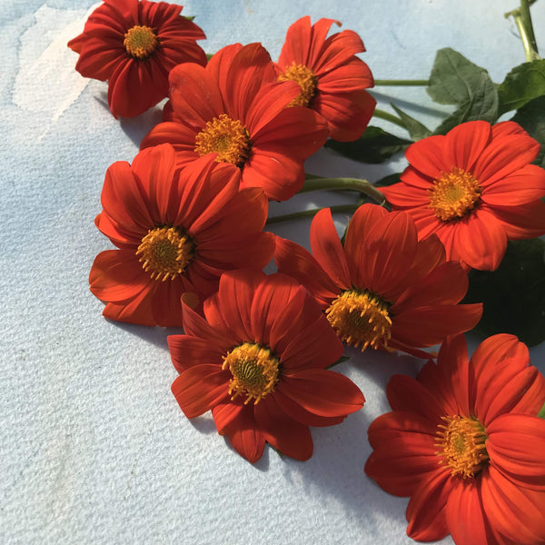 Torch-Tithonia-vendor-unknown-
