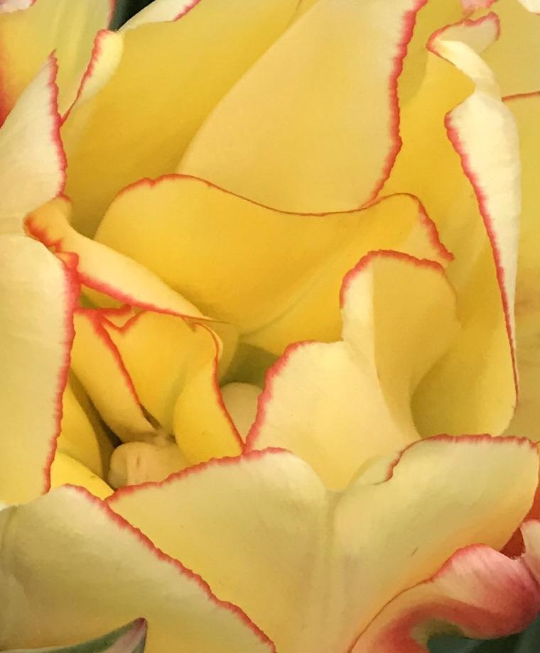 Tulip &quot;Akebono&quot; vendor-unknown