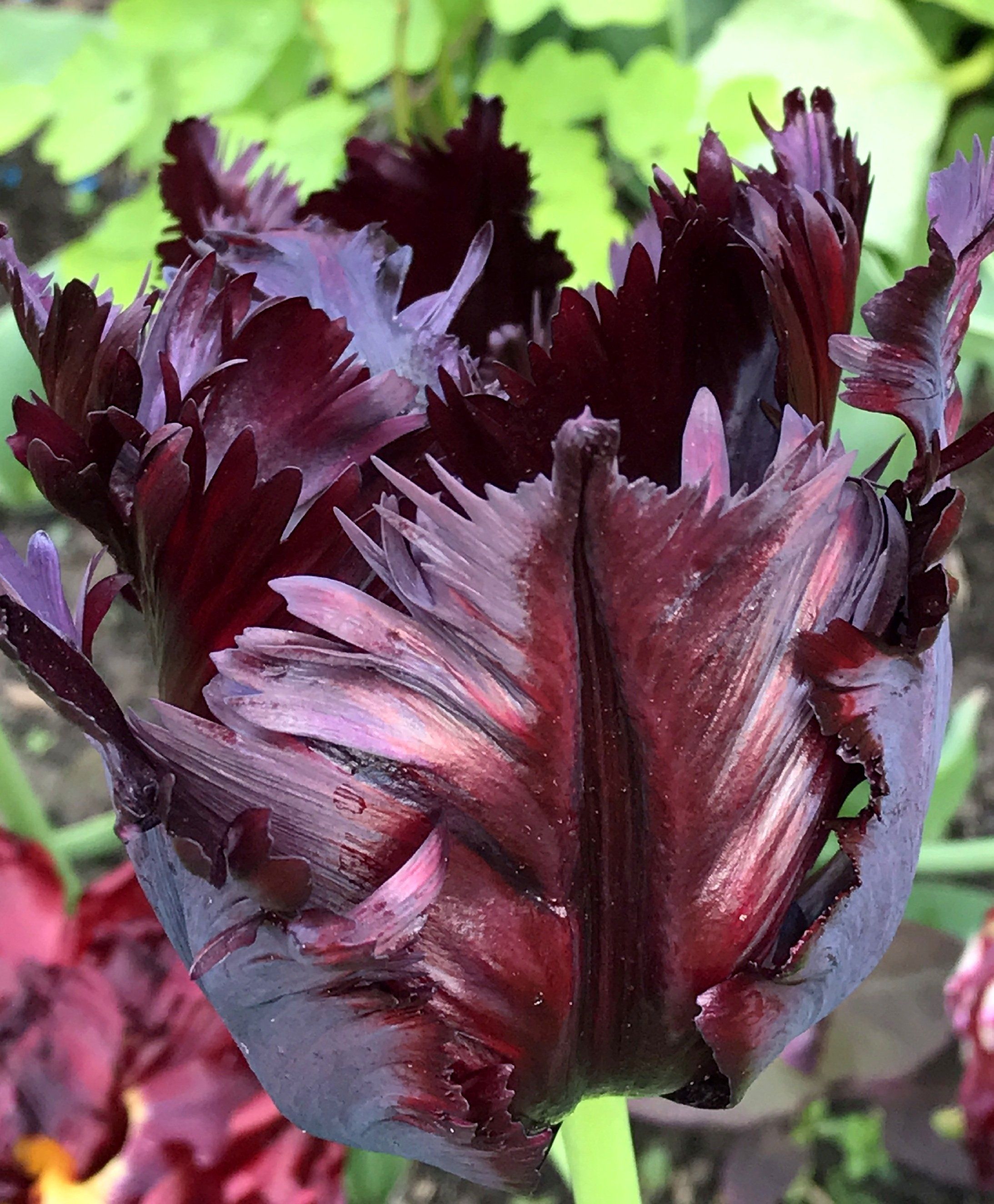 Tulip &quot;Black Parrot&quot; vendor-unknown