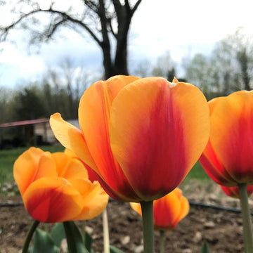 U.S. Grown Tulips