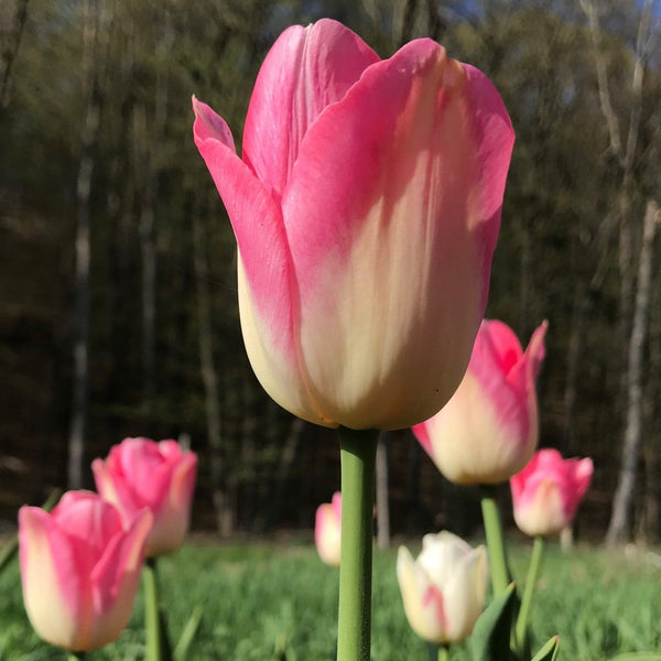 Tulip "Dynasty" vendor-unknown