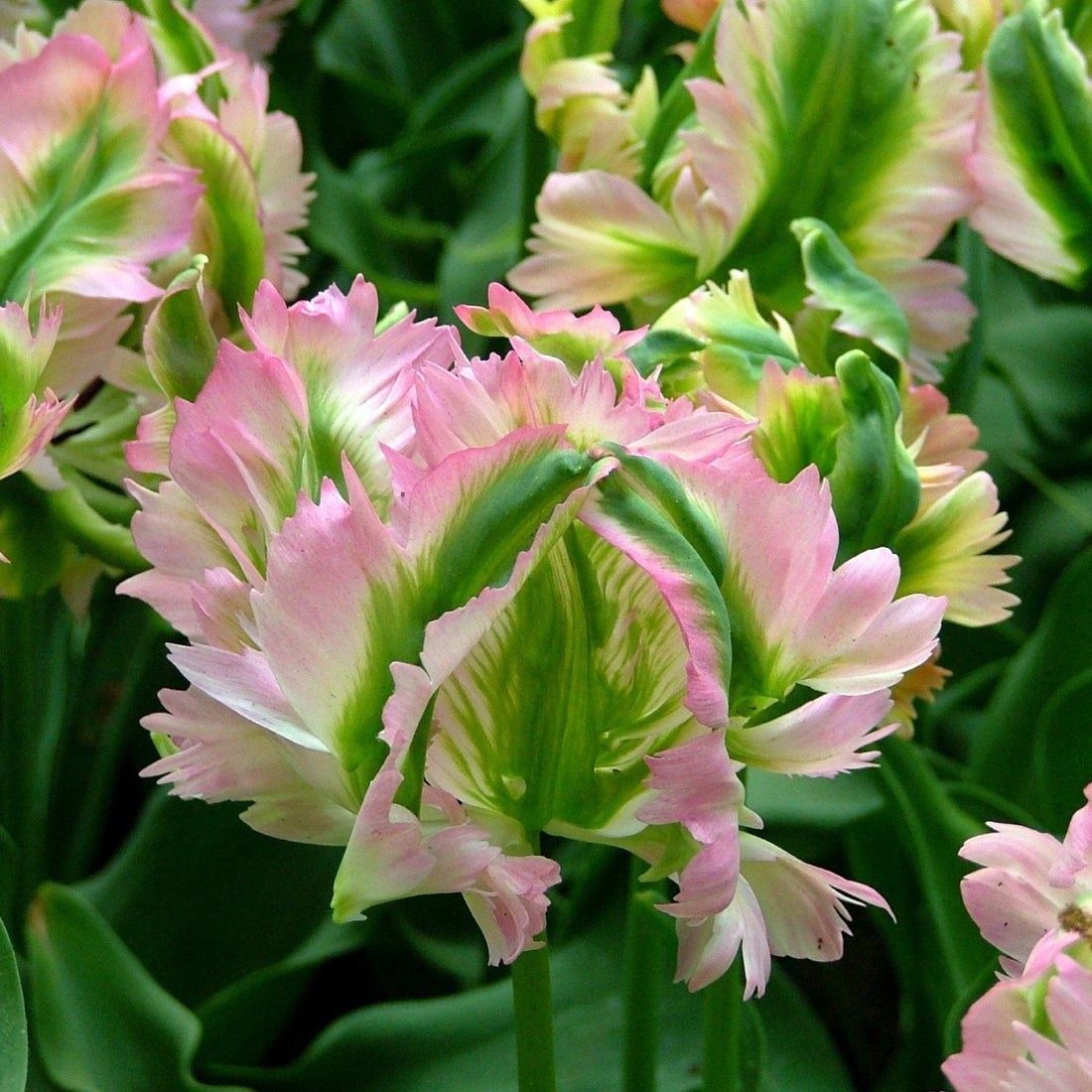 Tulip &quot;Green Wave&quot; vendor-unknown