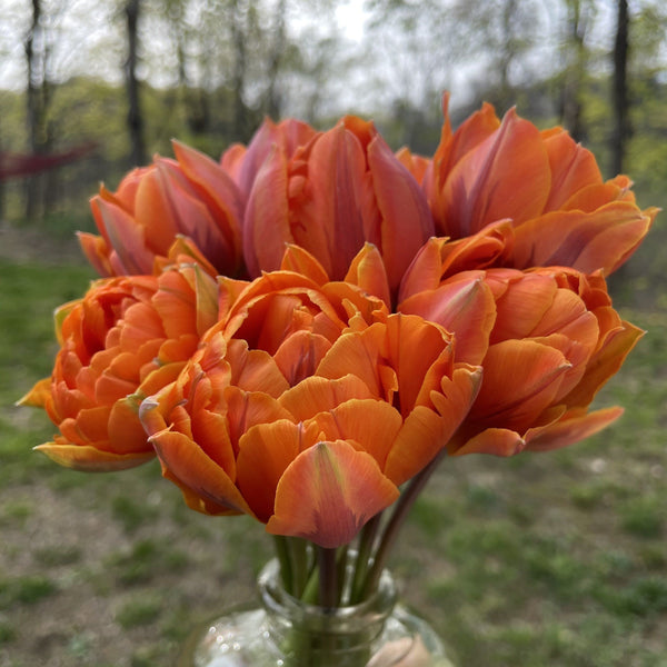 Tulip "Orange Princess" vendor-unknown