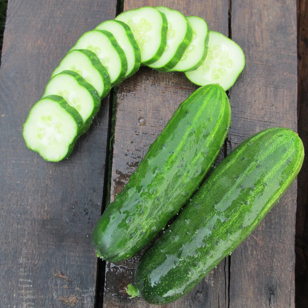 Ukrainian Slicing Cucumber