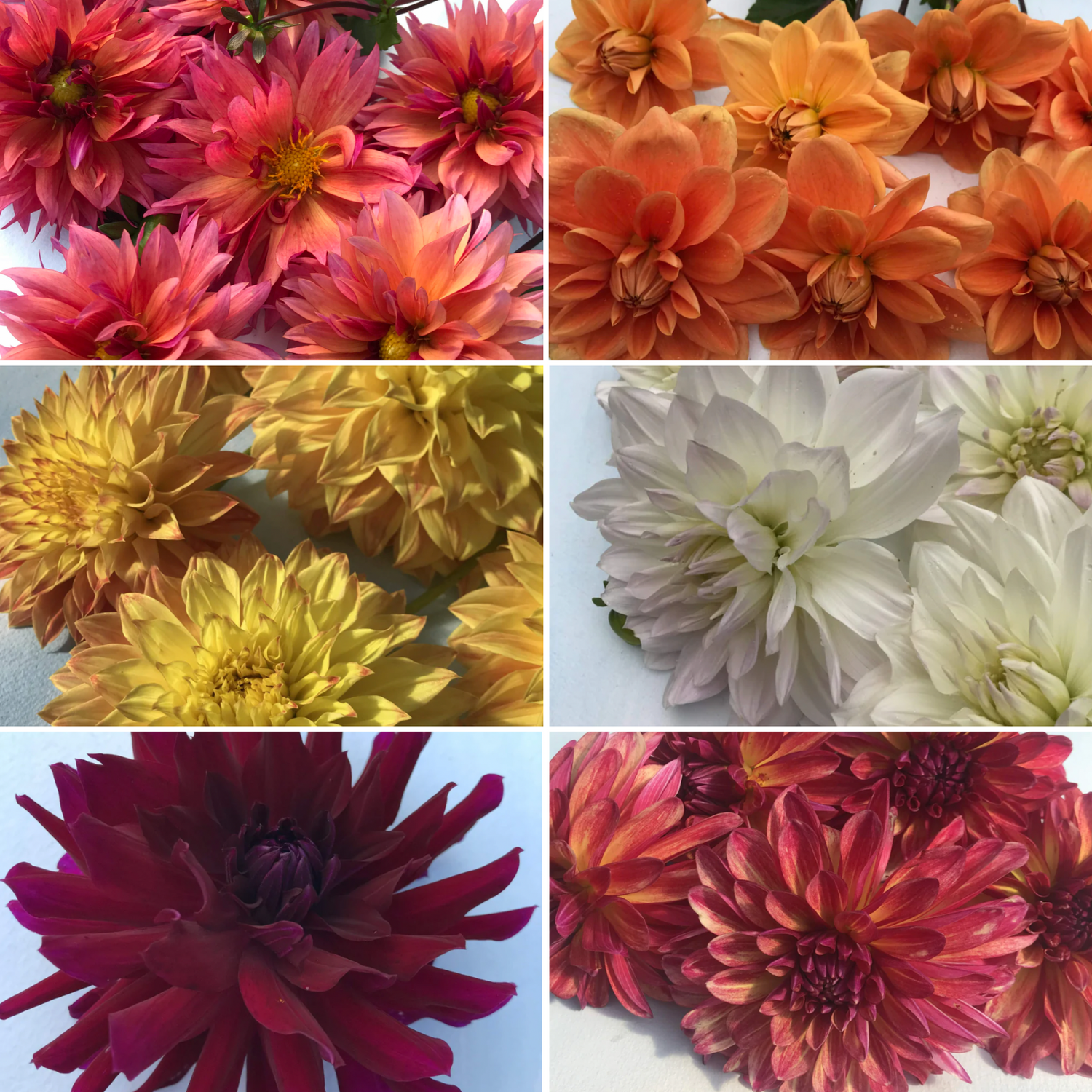 Organic Dahlia Variety Pack