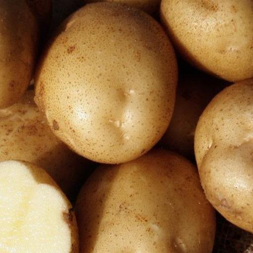 Upstate Abundance Potato vendor-unknown