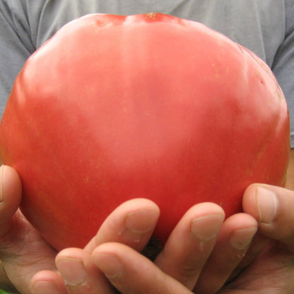 Upstate Oxheart Tomato vendor-unknown