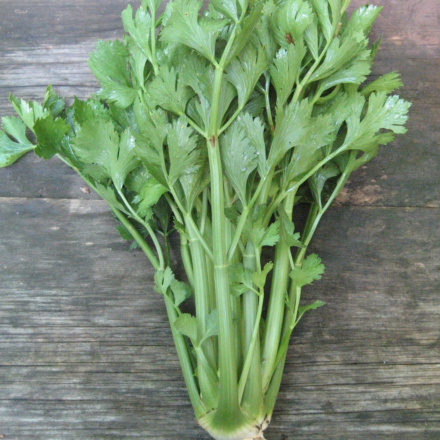 Utah Tall Celery vendor-unknown