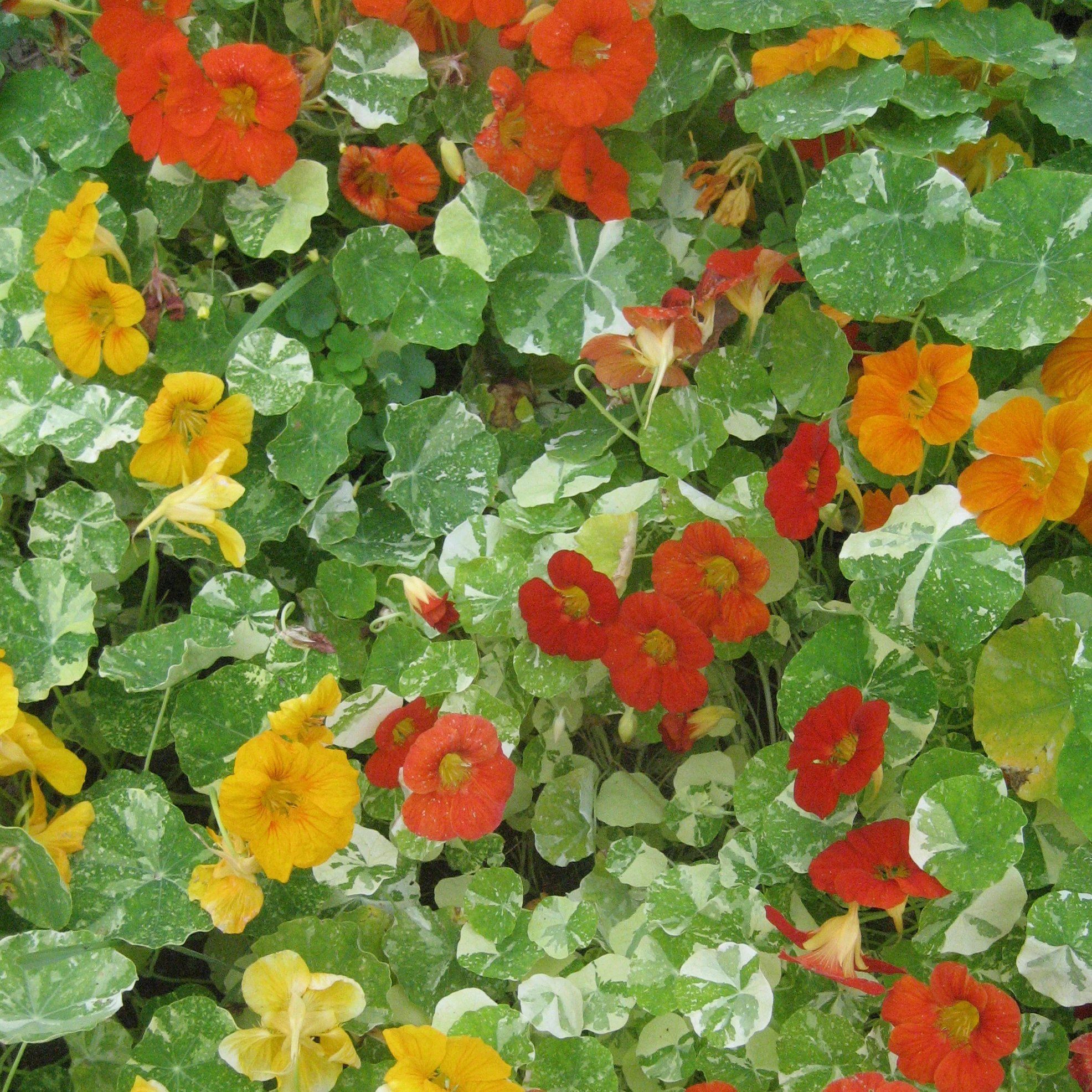 Variegated Nasturtium vendor-unknown