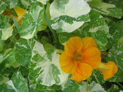 Variegated Nasturtium vendor-unknown