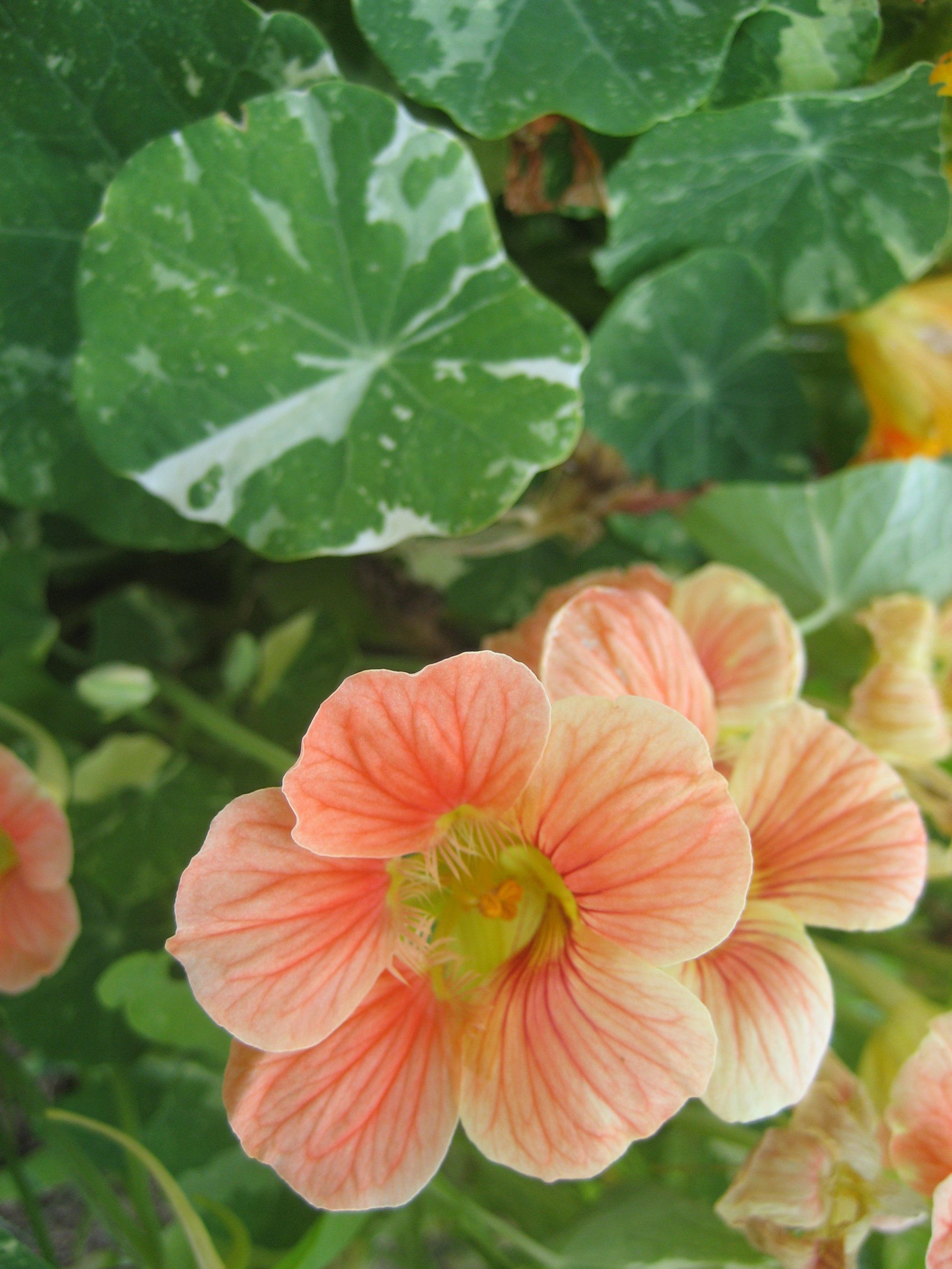 Variegated Nasturtium vendor-unknown