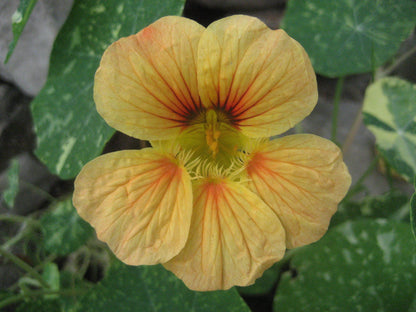 Variegated Nasturtium vendor-unknown