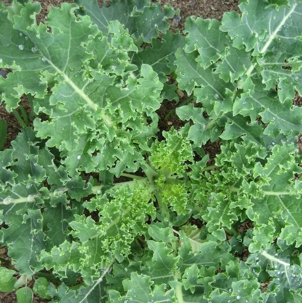 Vates Blue Curled Kale vendor-unknown