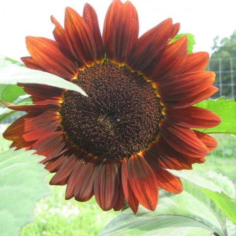 Velvet Queen Sunflower Organic Seeds – Hudson Valley Seed Company