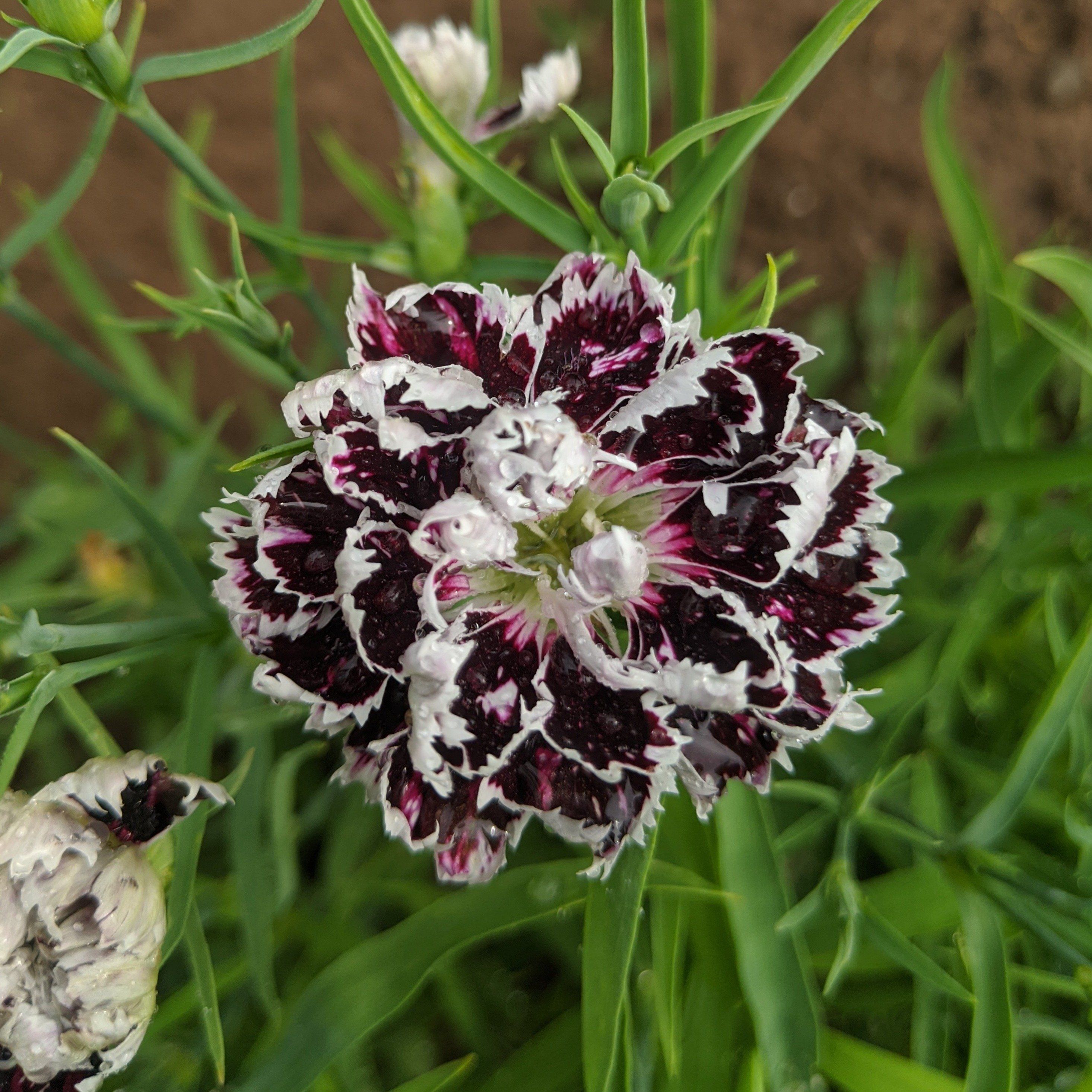 Velvet n Lace Dianthus vendor-unknown