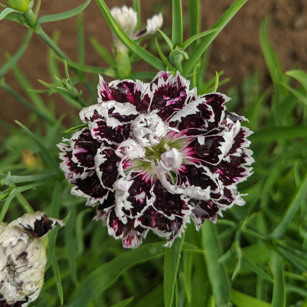 Velvet n Lace Dianthus vendor-unknown