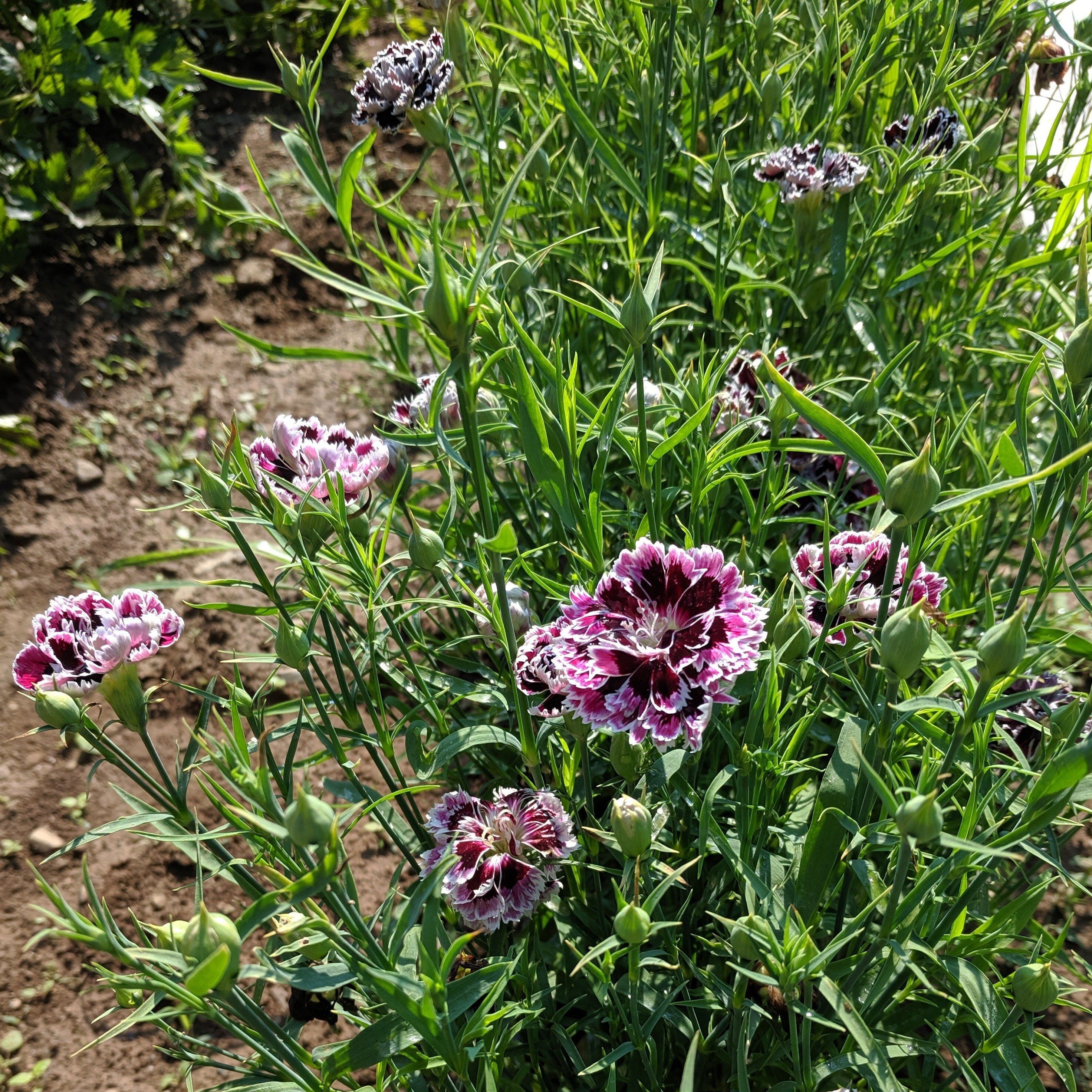 Velvet n Lace Dianthus vendor-unknown