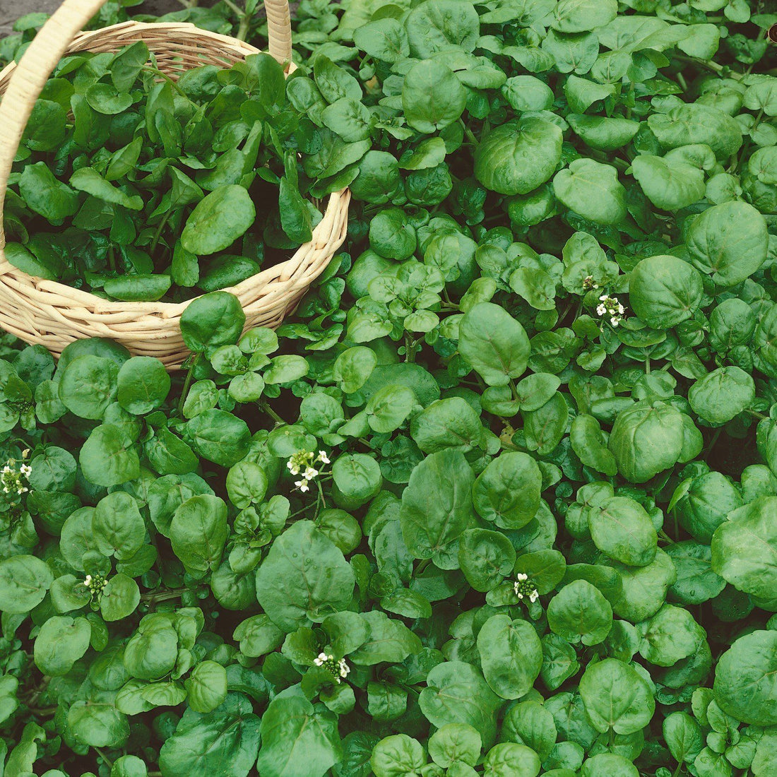 Watercress vendor-unknown