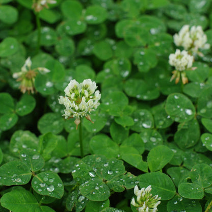 White Clover Cover Crop vendor-unknown