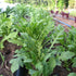 Wild Arugula vendor-unknown