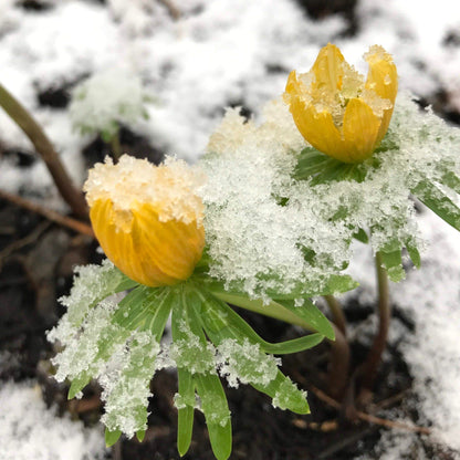 Winter Aconite vendor-unknown