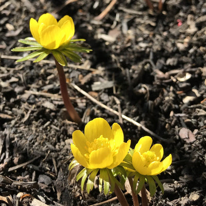 Winter Aconite vendor-unknown