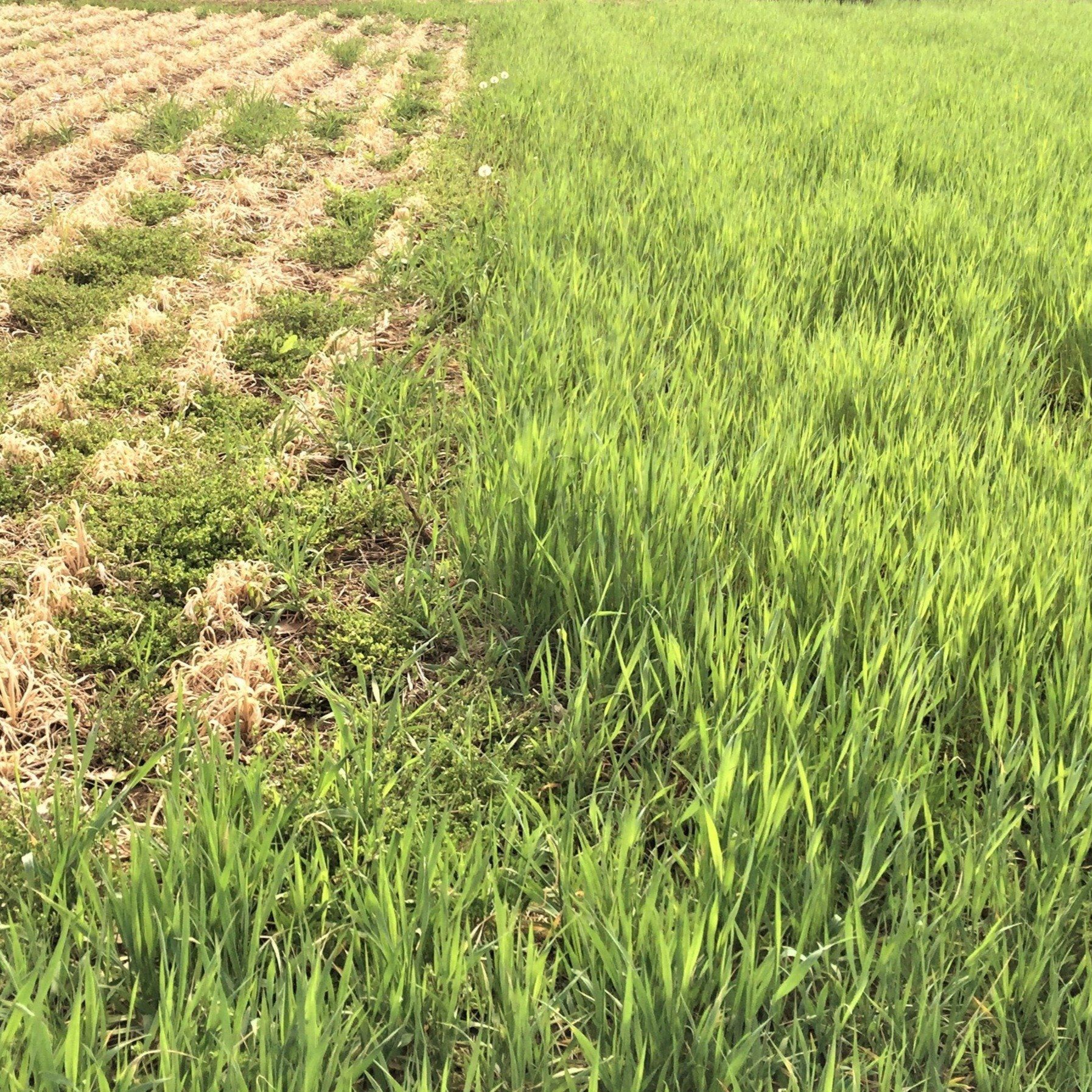 Winter Rye Cover Crop Seed vendor-unknown