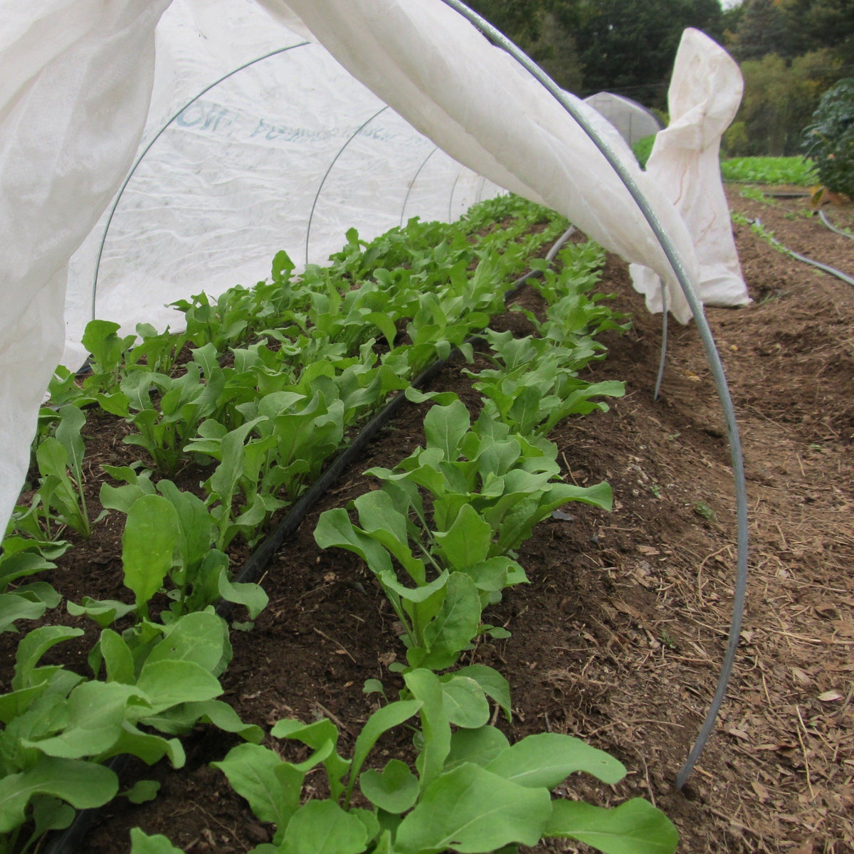 Wire Hoops | Row Cover Hoops | Pack of 10 – Hudson Valley Seed Company