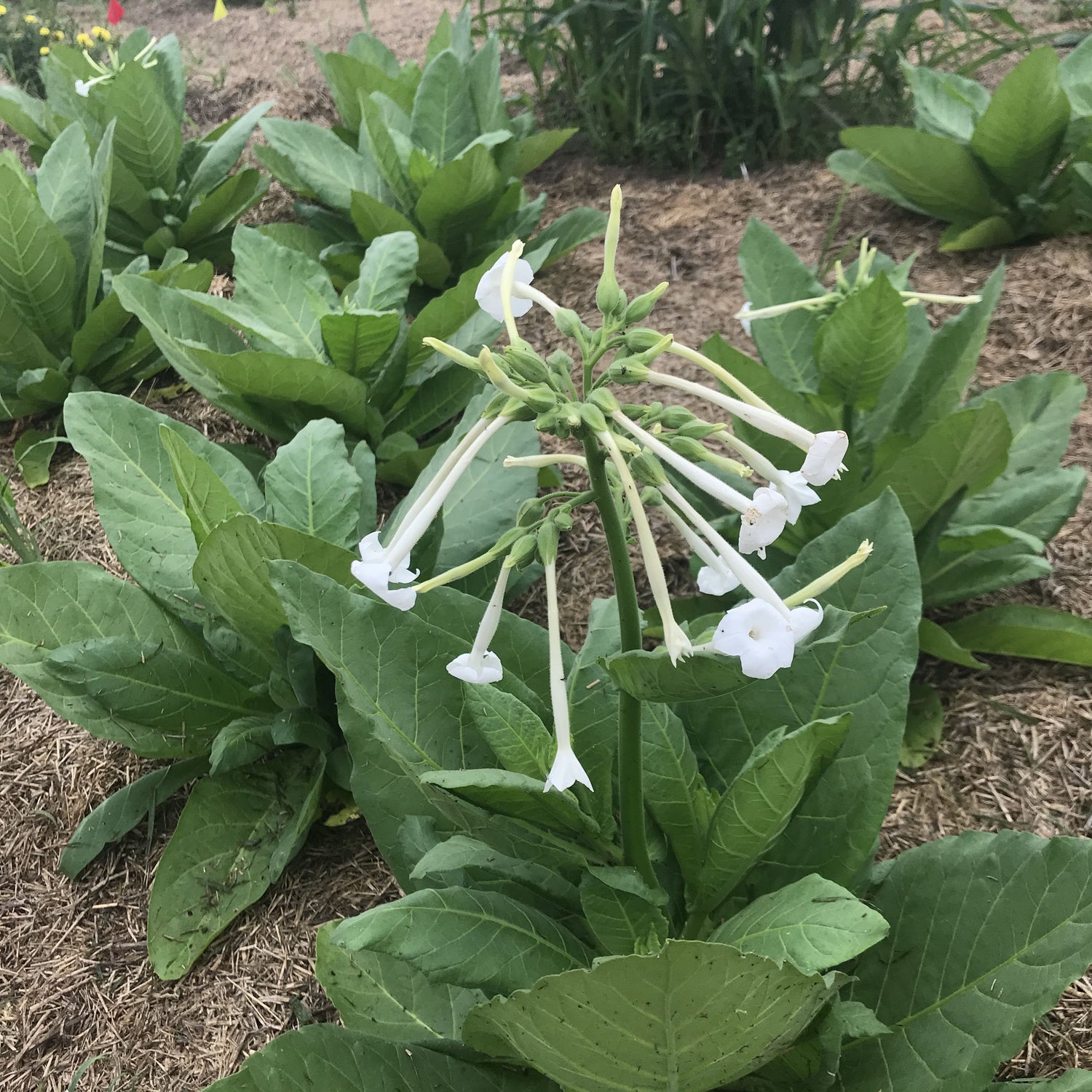 Woodland Nicotiana vendor-unknown