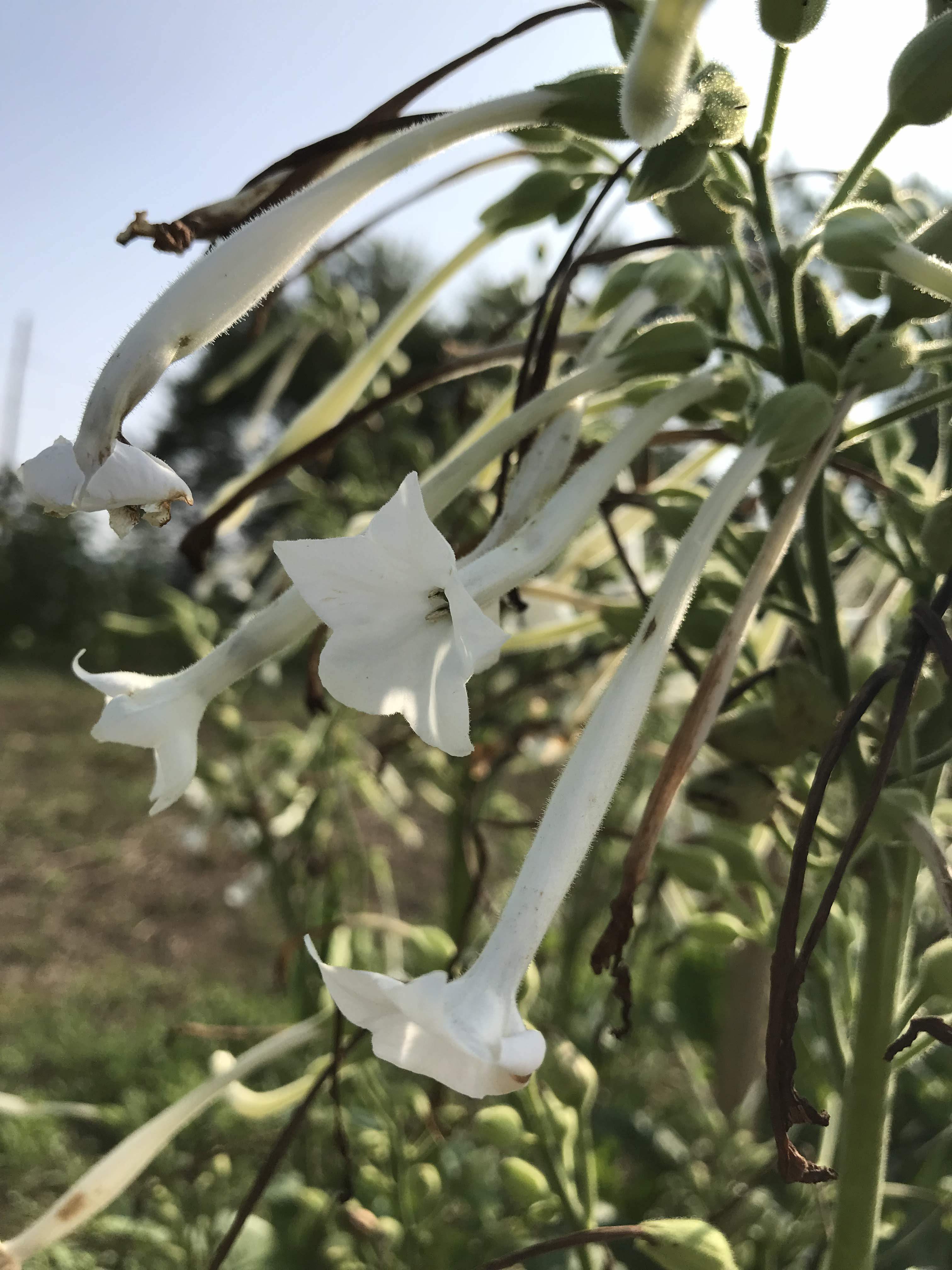 Woodland Nicotiana vendor-unknown