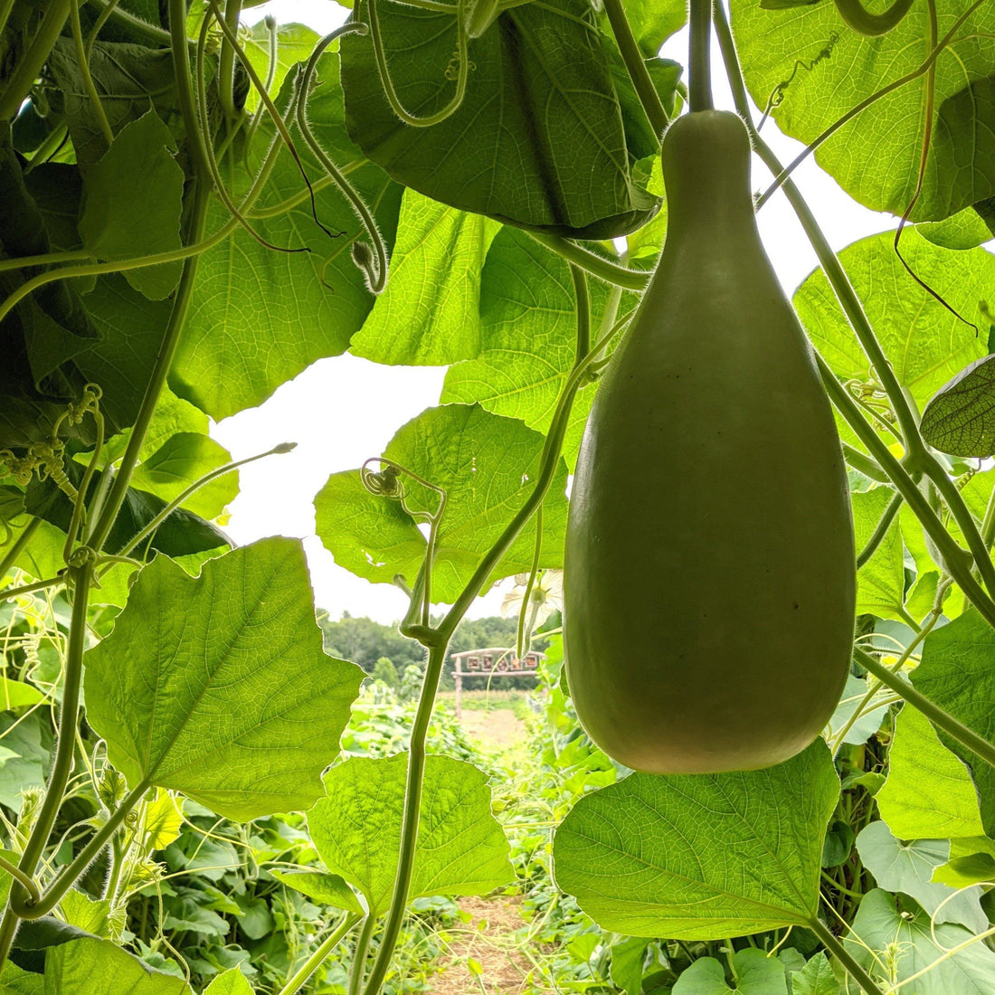 Yakteen Gourd vendor-unknown