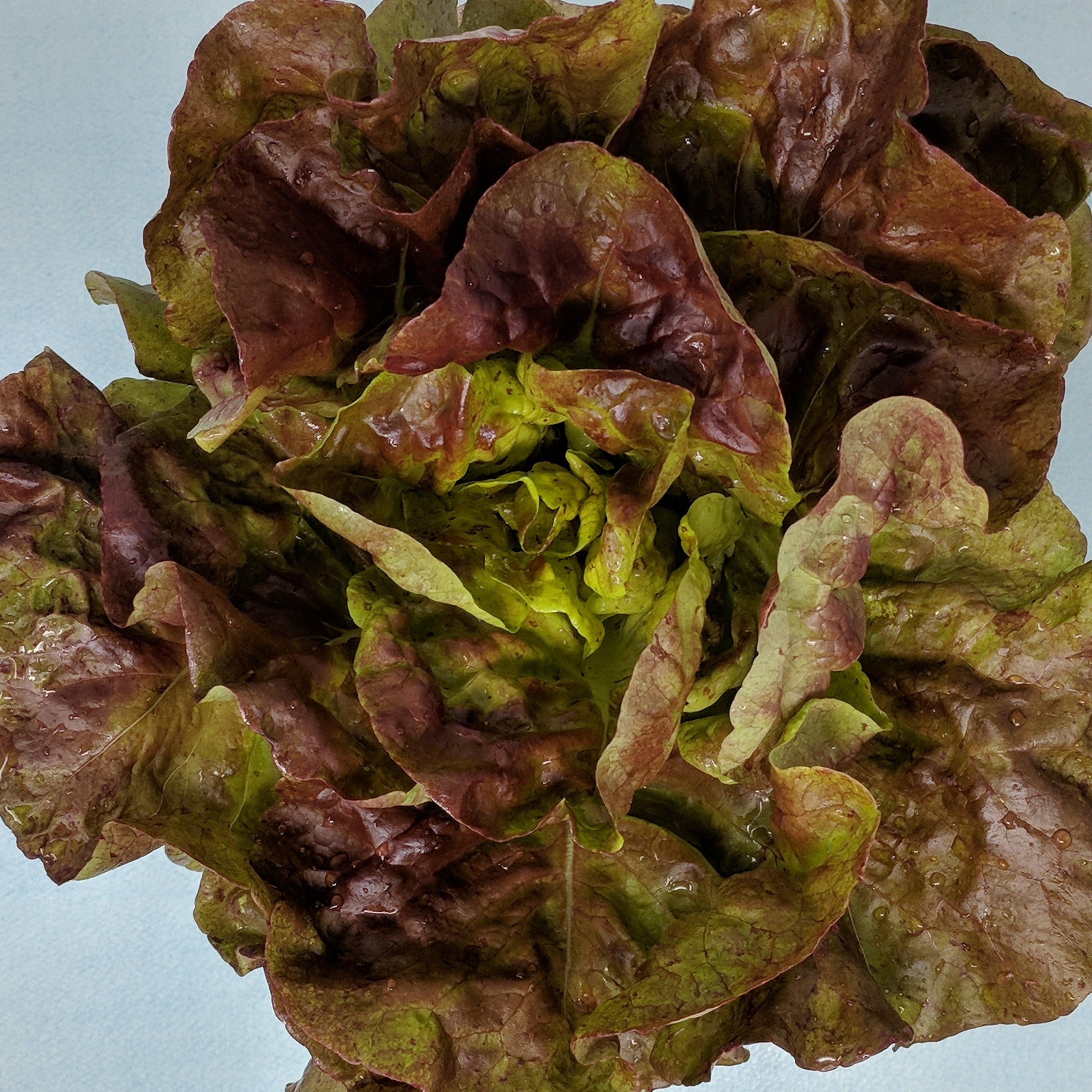 Yugoslavian Red Butterhead Lettuce