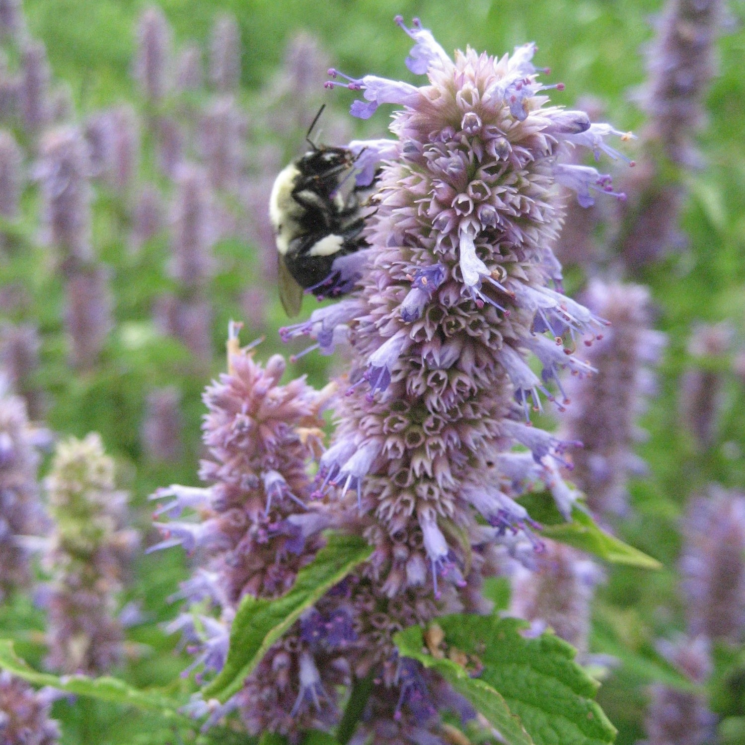 Anise Hyssop Seedlings