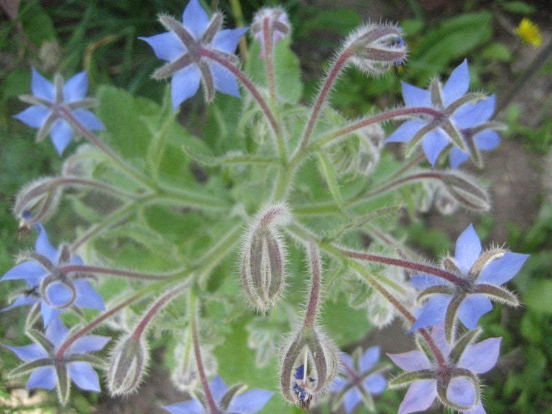Borage Seedlings