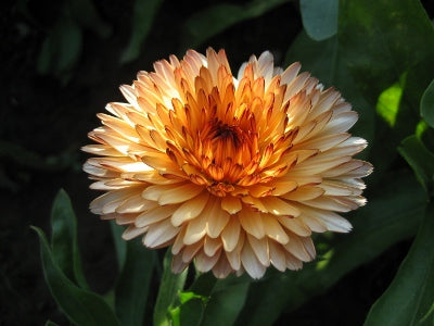 Elegant blooms last late into fall and early winter.