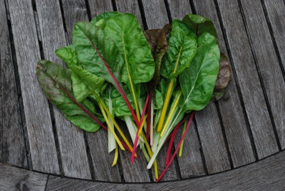 Rainbow Chard Seedlings