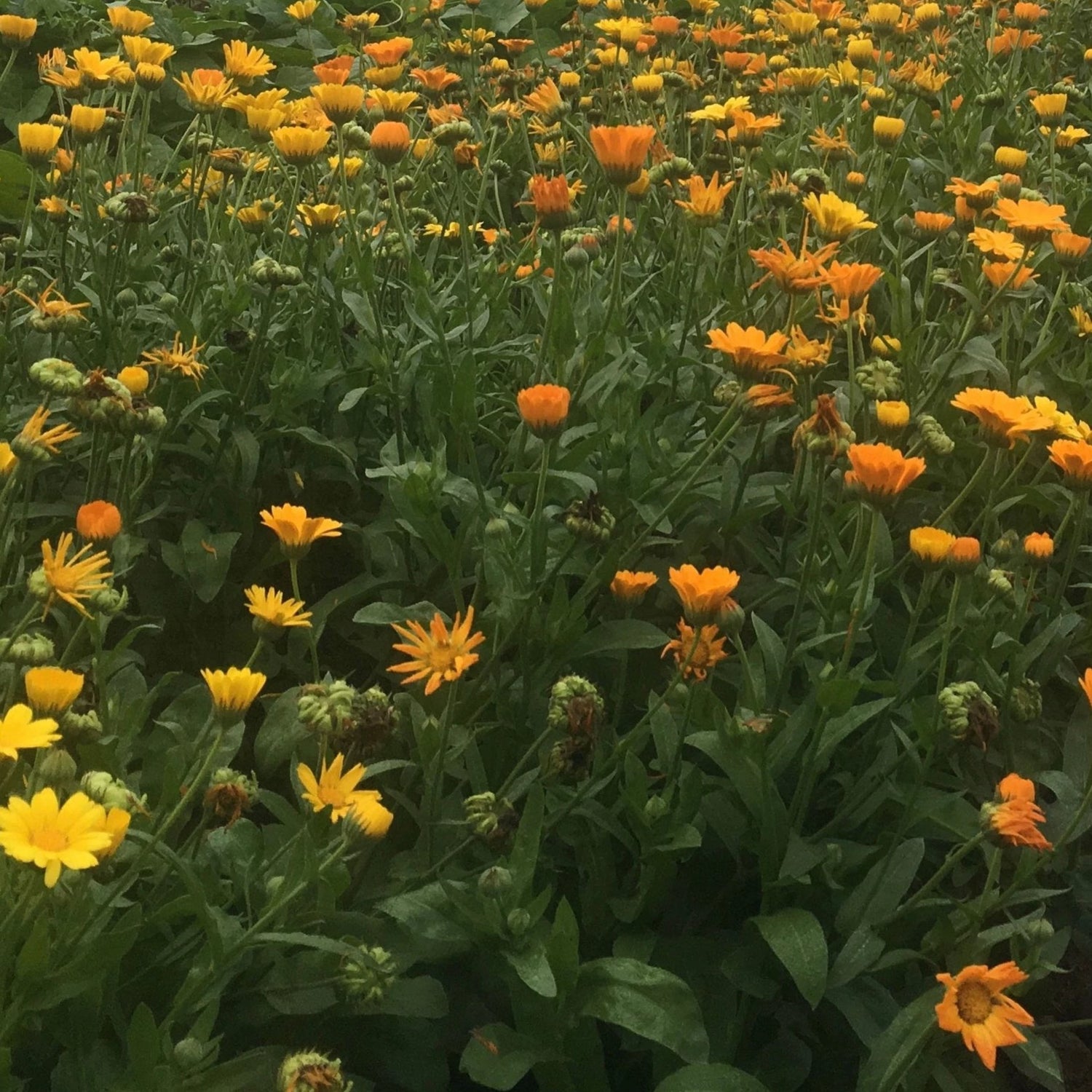 Resina Calendula