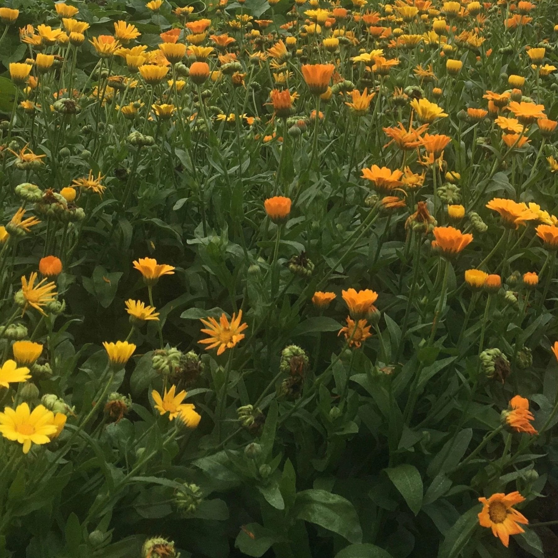 Resina Calendula