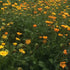 Resina Calendula