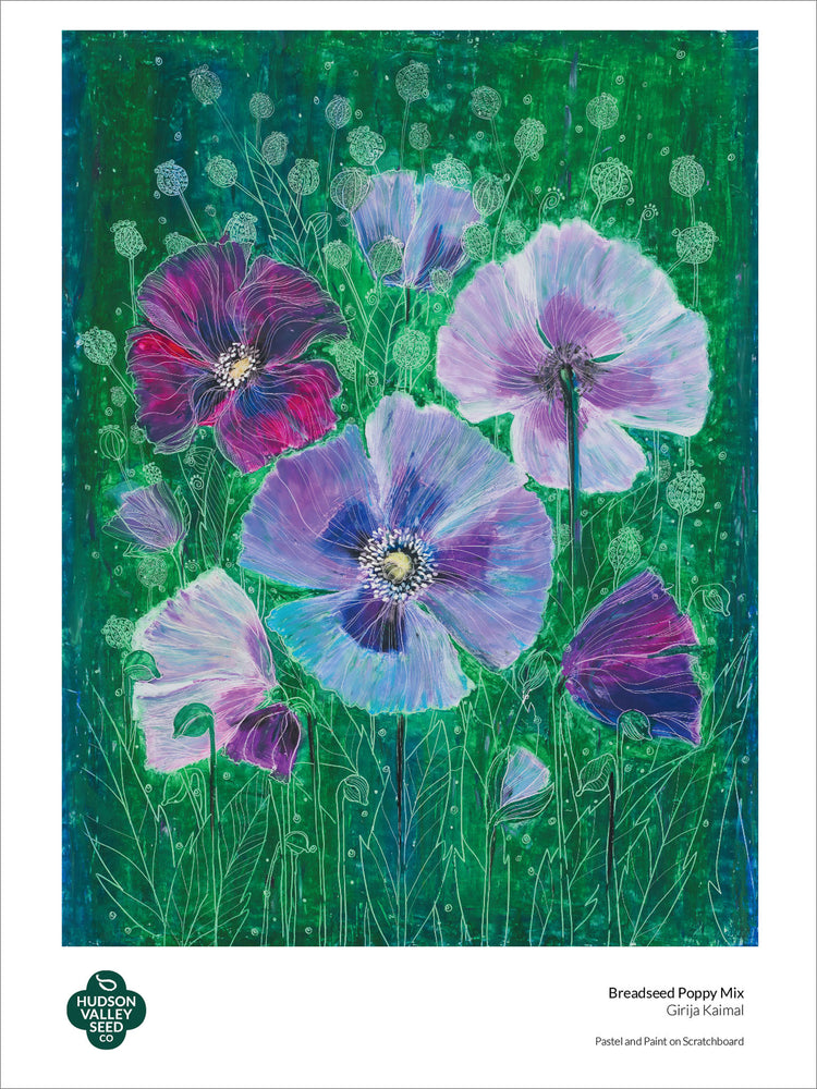 Breadseed Poppy Fine Art Poster
