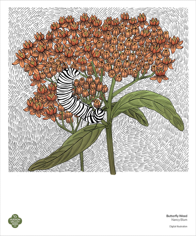 Butterfly Weed Fine Art Poster