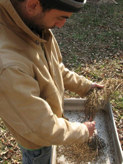 Ken collecting cilantro seeds, also known as coriander.