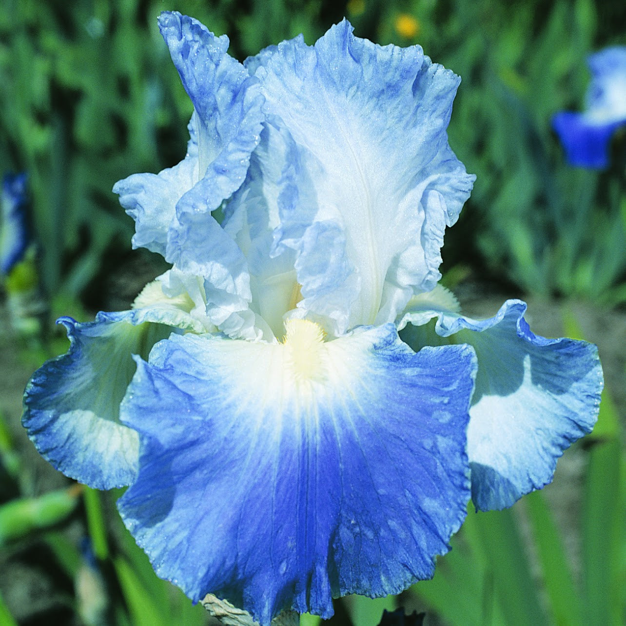 Bearded Iris Clarence Fall Planted Flower Bulbs Hudson Valley Seed Bearded iris clarence fall planted flower bulbs hudson valley seed