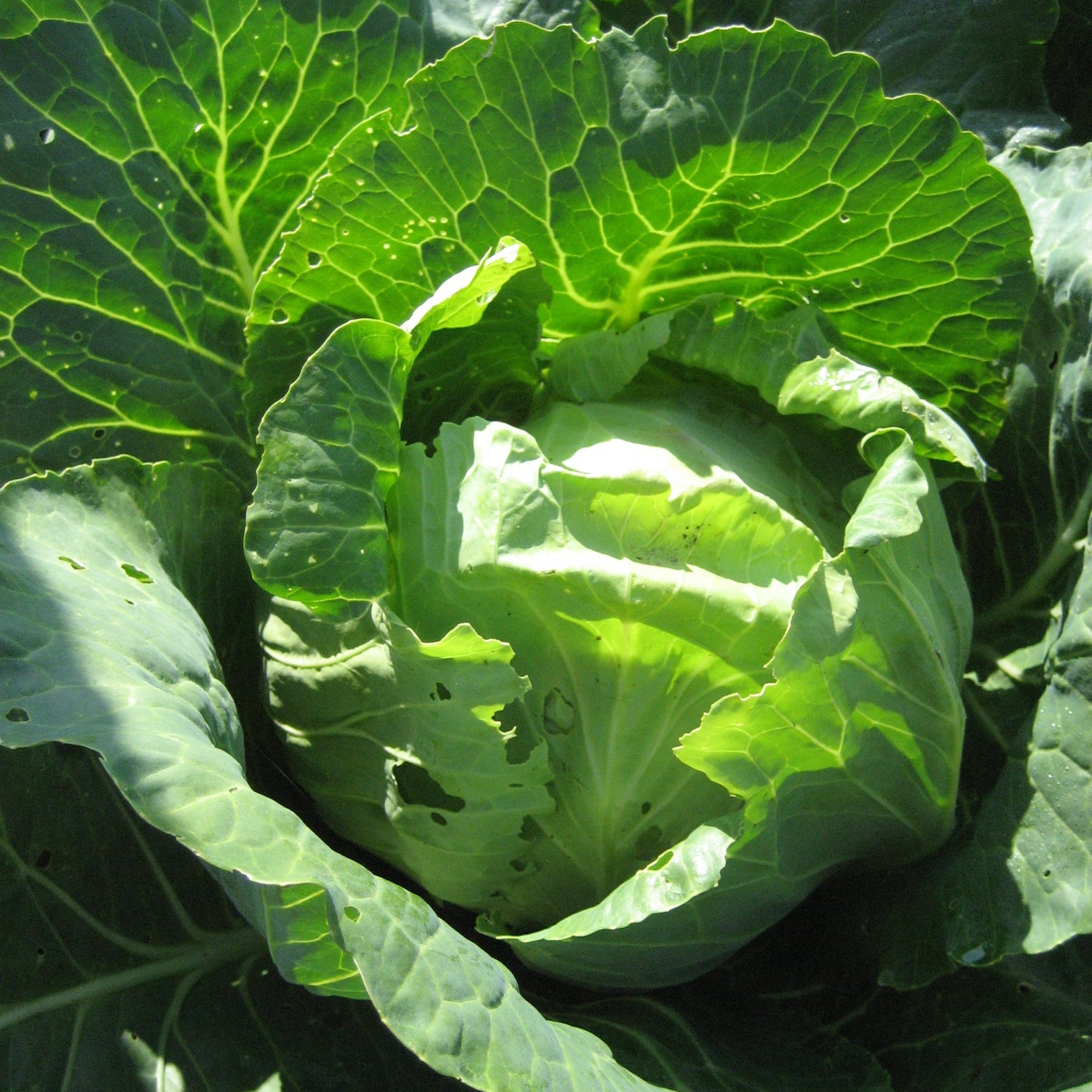 Danish Ballhead Cabbage Seedlings