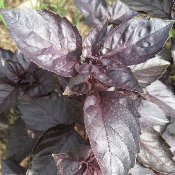 Dark Opal Basil Seedlings