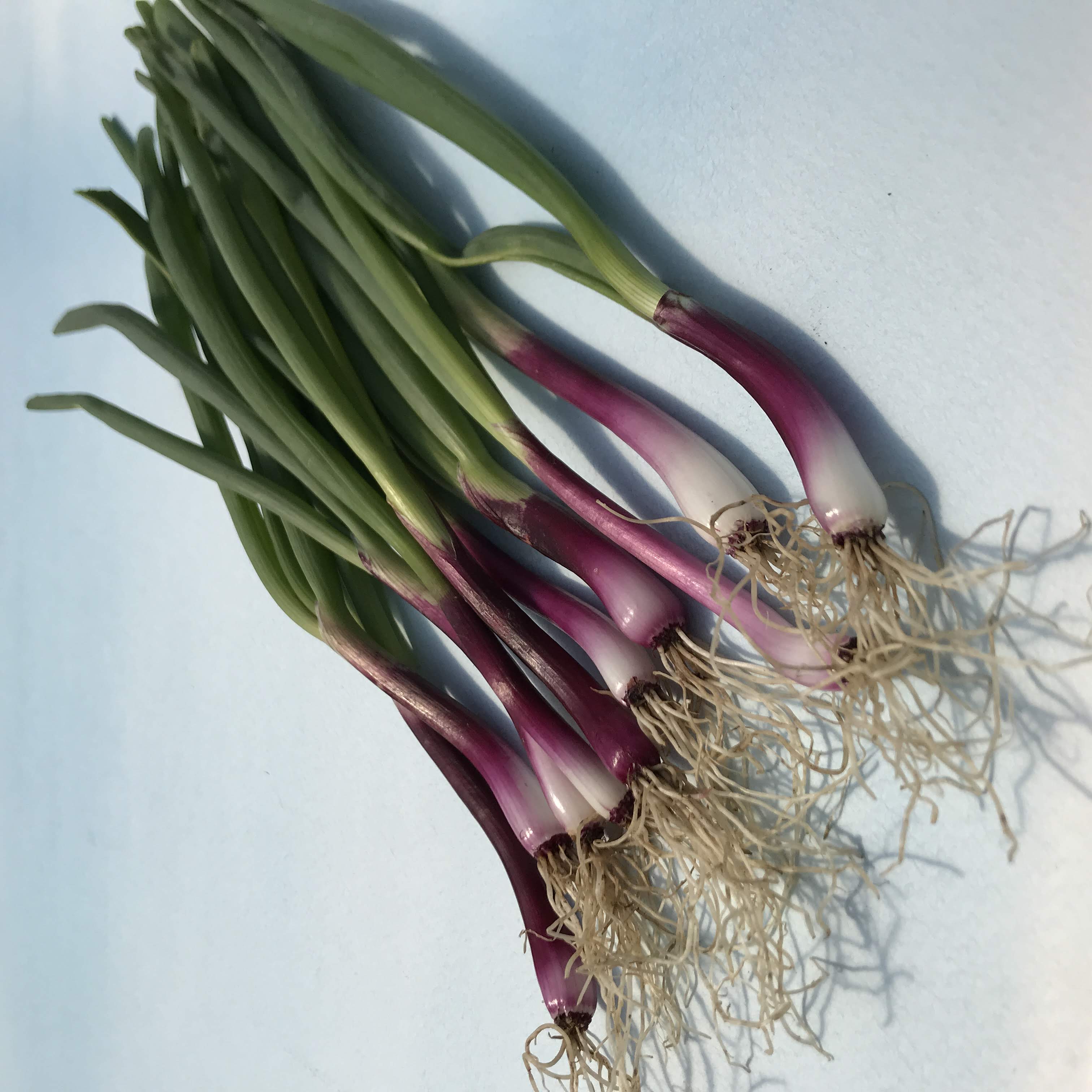 Deep Purple Bunching Onion Seedlings