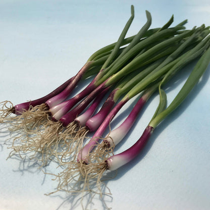 Deep Purple Bunching Onion Seedlings