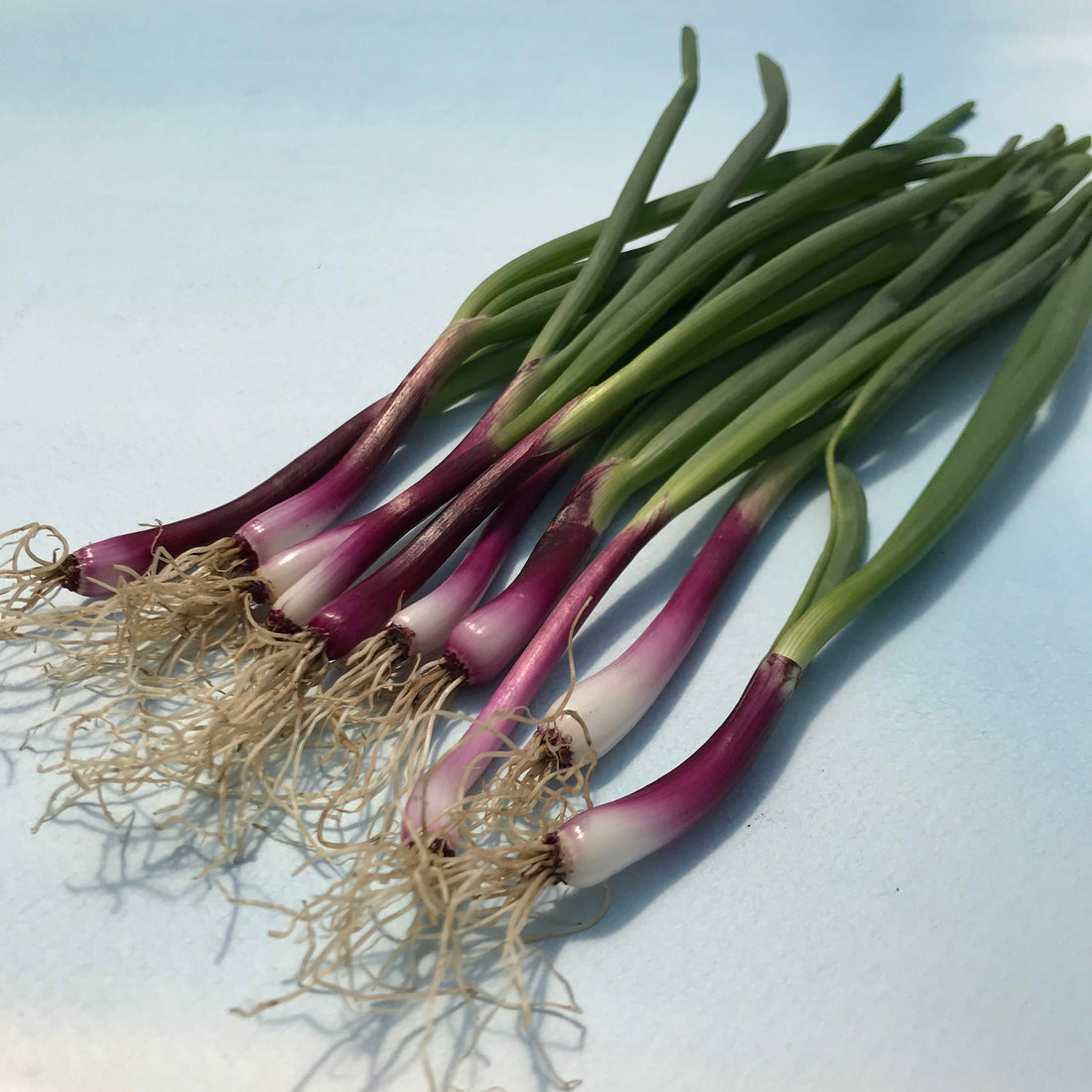 Deep Purple Bunching Onion Seedlings