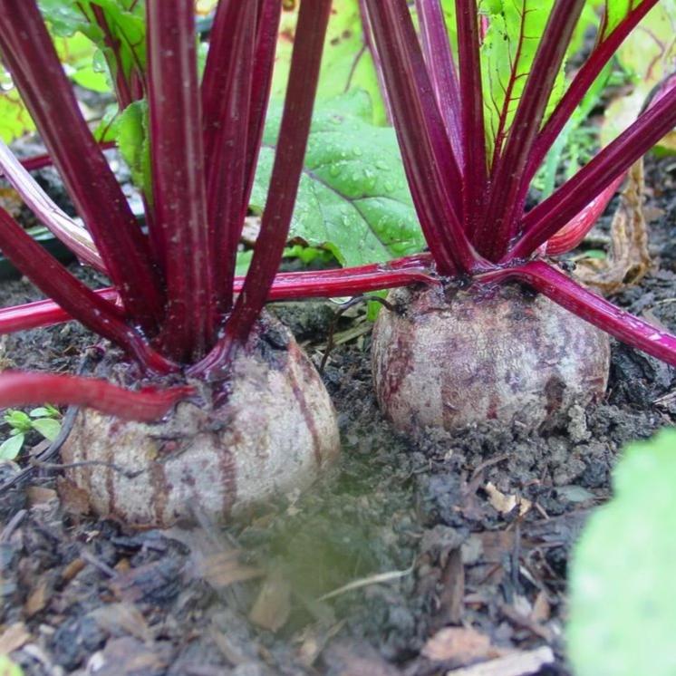 Detroit Dark Red Beets ready for harvest.